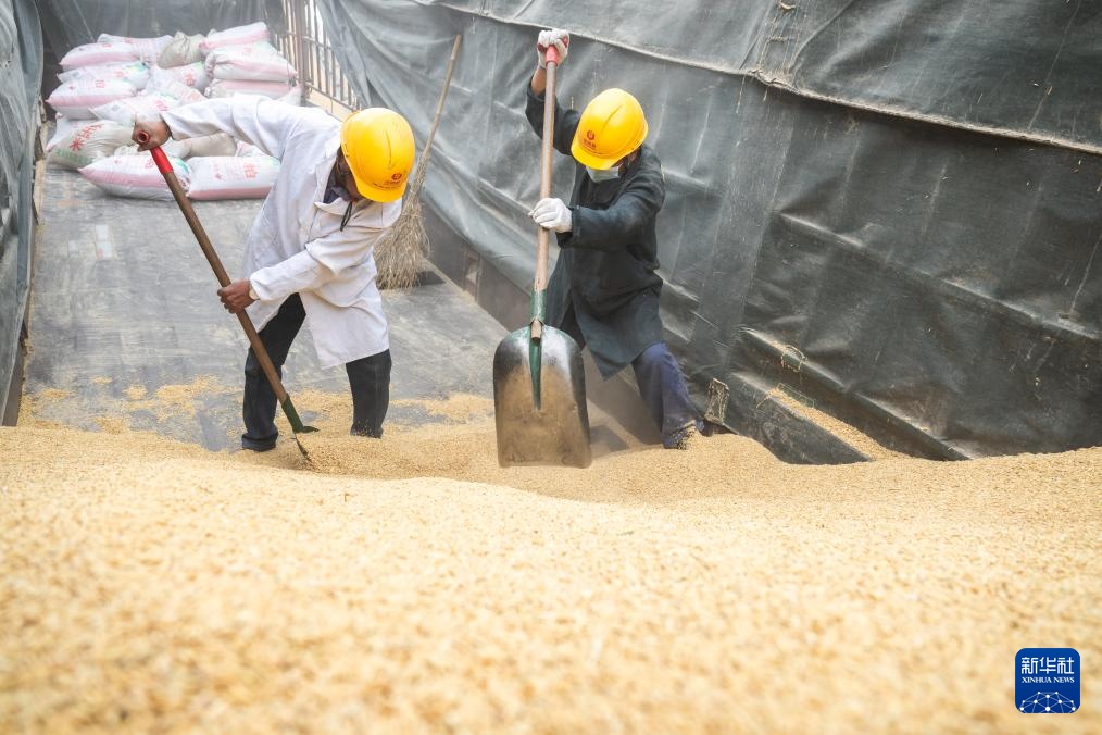 荆楚大地新粮收购有序展开