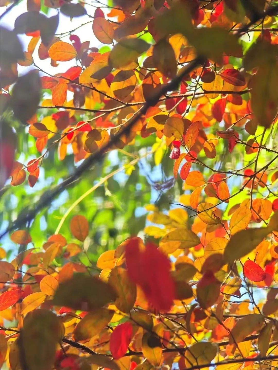 今日霜降，祝你：好柿成“霜”，喜从天“降”！