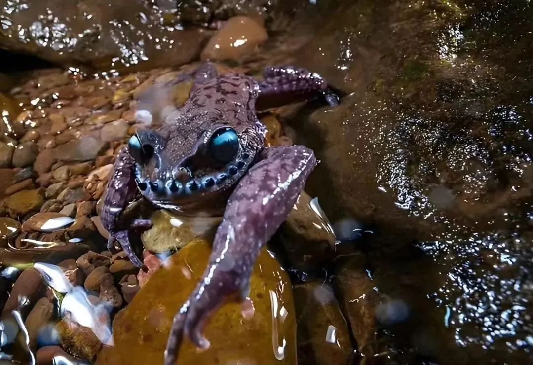 哀牢山上这种珍稀动物,竟然是《天龙八部》里段誉吞食的毒物原型! 哀牢山上这种珍稀动物,竟然是《天龙八部》里段誉吞食的毒物原型!