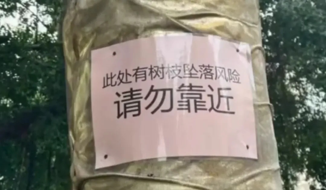 冲上热搜!男子被树叶砸晕,获赔2.2万元 冲上热搜!男子被树叶砸晕,获赔2.2万元