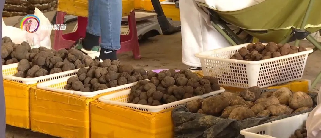 每公斤一百到七百元不等,这种美味在昆明市场大量上市! 每公斤一百到七百元不等,这种美味在昆明市场大量上市!