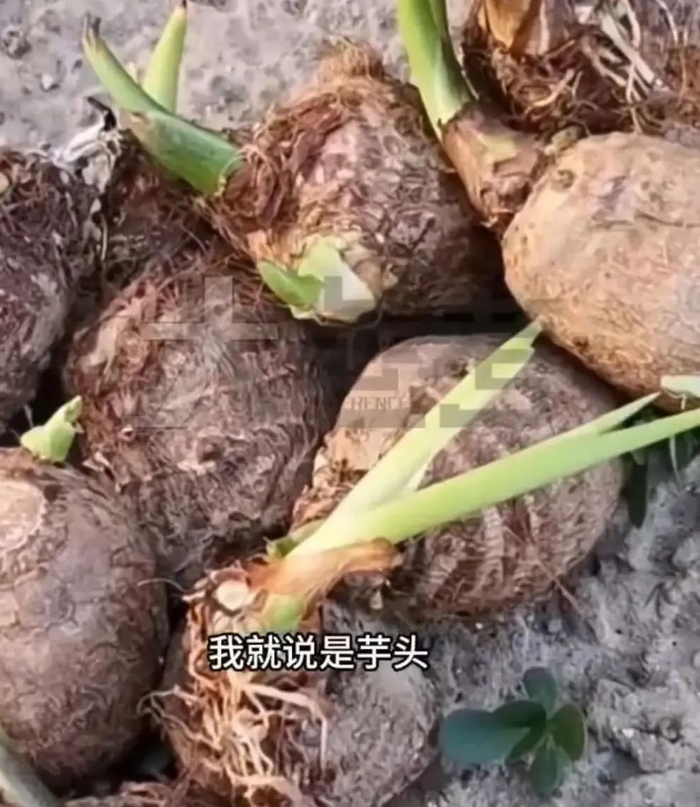 男孩误食险些猝死！广东很多地方都有种植......