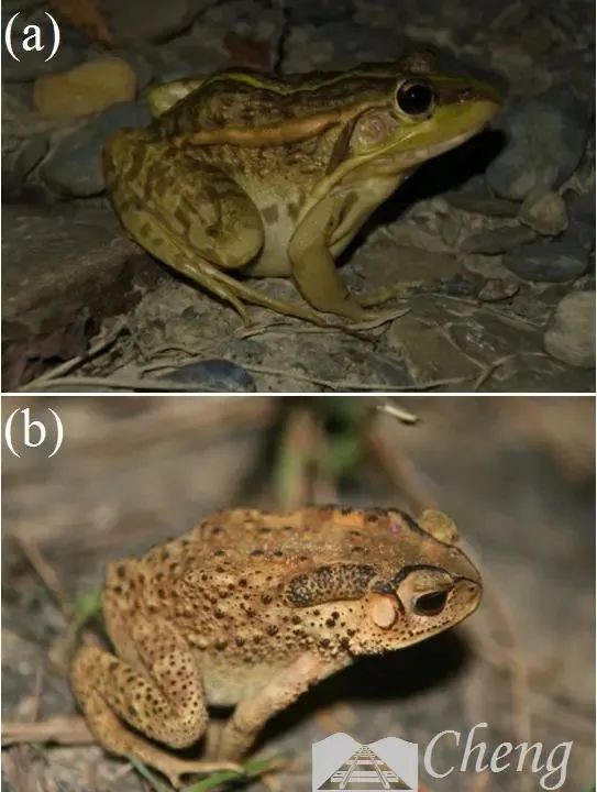 哀牢山上这种珍稀动物,竟然是《天龙八部》里段誉吞食的毒物原型! 哀牢山上这种珍稀动物,竟然是《天龙八部》里段誉吞食的毒物原型!