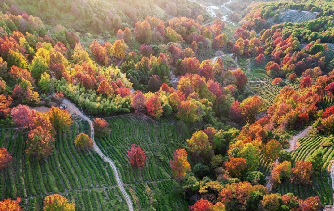 霜降 | “柿柿”如意！看，河源上饶联手绘就一幅晚秋画卷