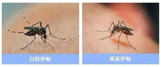 一周新增497例，涉大部分街镇！可入侵大脑，会二次感染，广州疾控重要提醒！