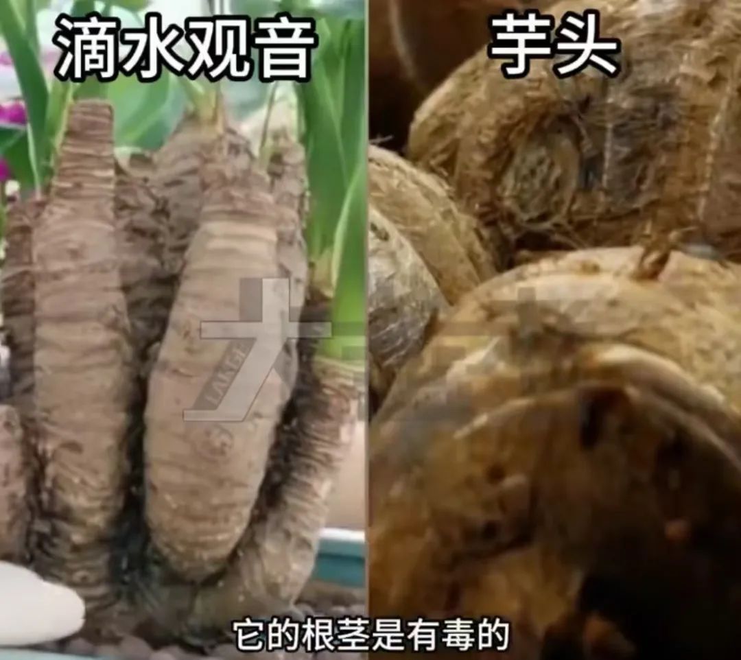 男孩误食险些猝死！广东很多地方都有种植......