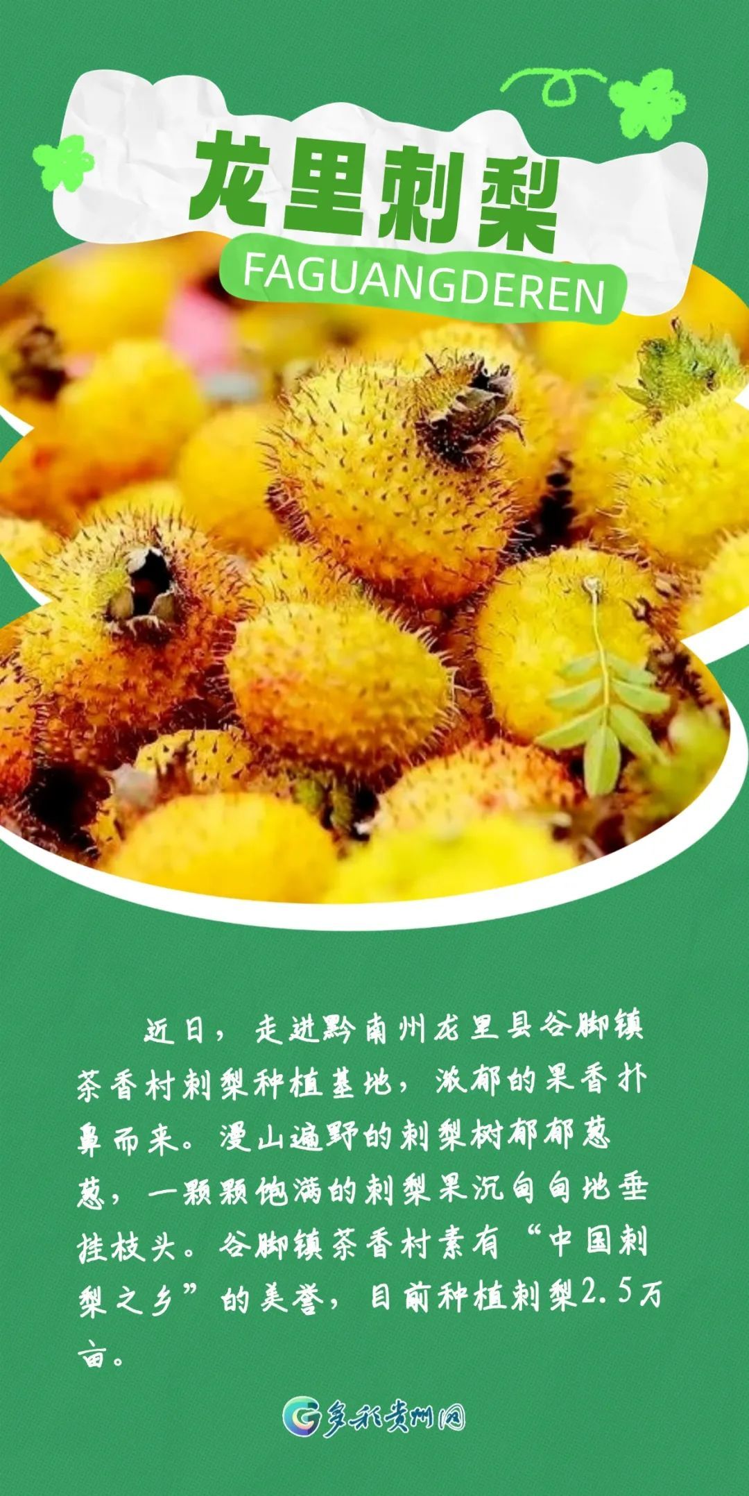 最近捡到板栗了吗?有人捡了5斤!秋天的贵州,遍地都是果果等你“捡” 最近捡到板栗了吗?有人捡了5斤!秋天的贵州,遍地都是果果等你“捡”