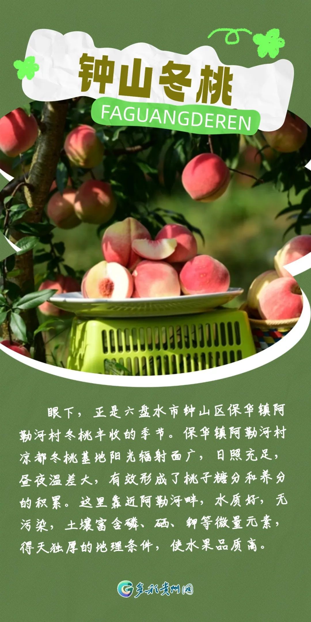 最近捡到板栗了吗?有人捡了5斤!秋天的贵州,遍地都是果果等你“捡” 最近捡到板栗了吗?有人捡了5斤!秋天的贵州,遍地都是果果等你“捡”