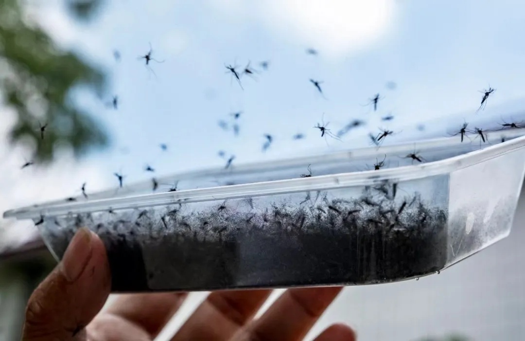 众目睽睽之下，广州男子一下放飞了30万只蚊子！