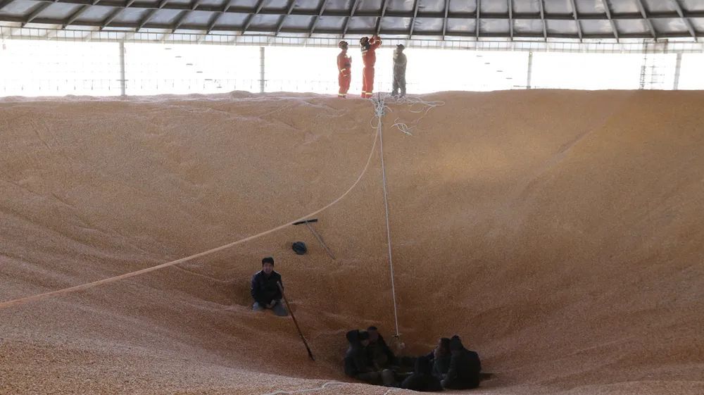 粮仓“吞人”!工人半截身子被600吨小麦死死“吸住” 粮仓“吞人”!工人半截身子被600吨小麦死死“吸住”