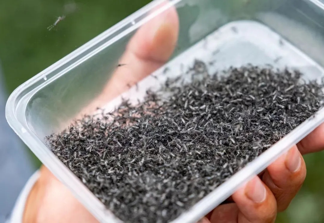 众目睽睽之下，广州男子一下放飞了30万只蚊子！