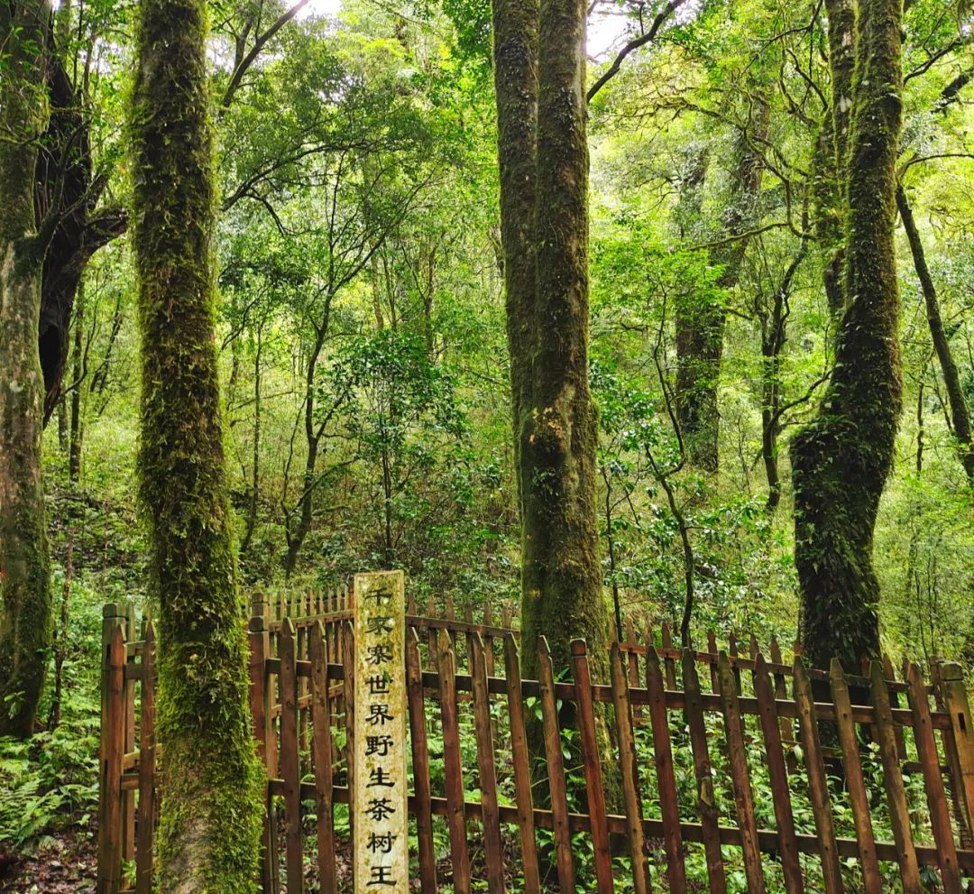 揭秘哀牢山:法治力量下的生态守护之道 揭秘哀牢山:法治力量下的生态守护之道