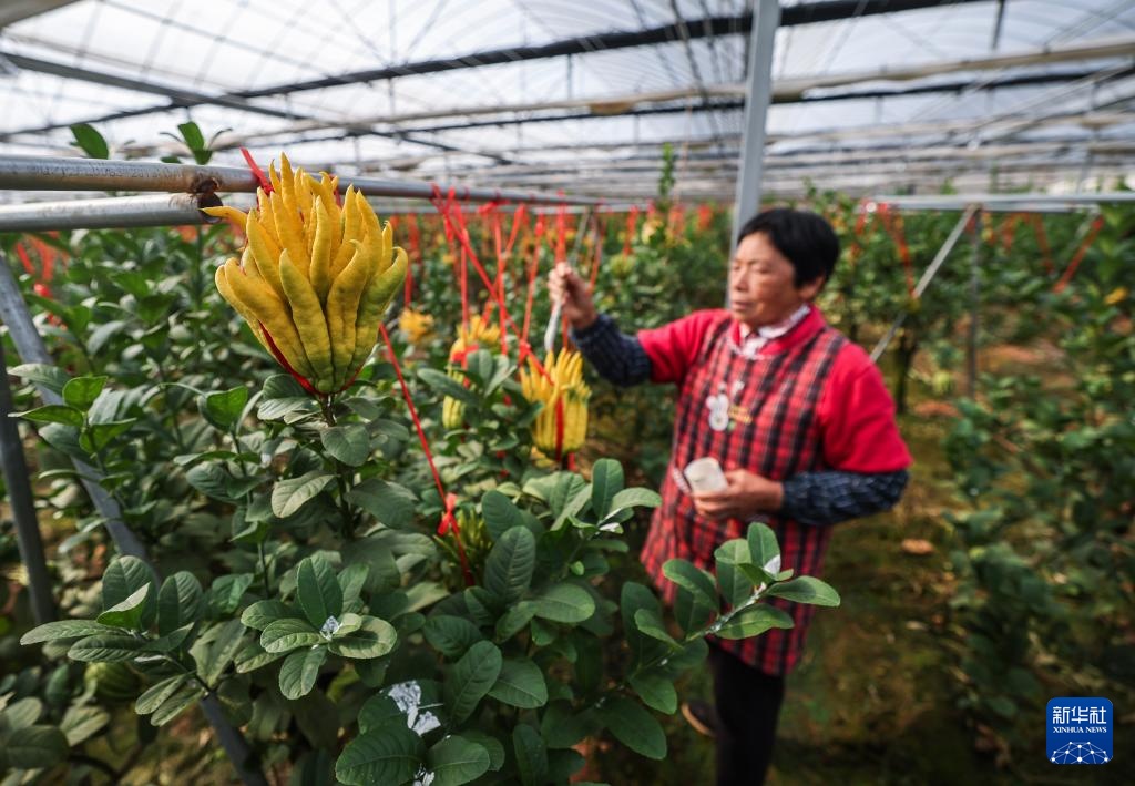 浙江金华：打造乡村特色产业共富示范带