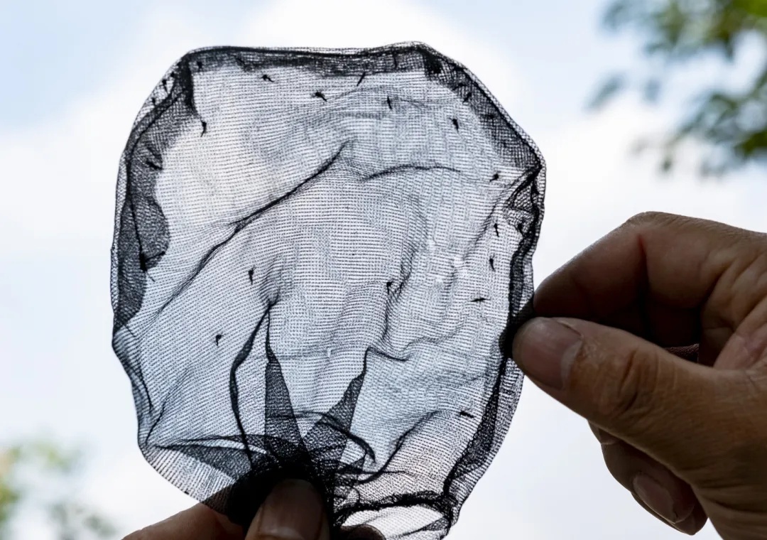 众目睽睽之下，广州男子一下放飞了30万只蚊子！