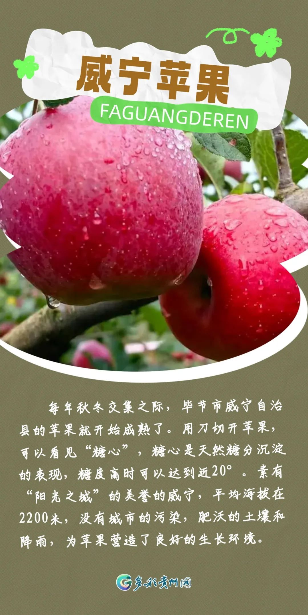 最近捡到板栗了吗?有人捡了5斤!秋天的贵州,遍地都是果果等你“捡” 最近捡到板栗了吗?有人捡了5斤!秋天的贵州,遍地都是果果等你“捡”