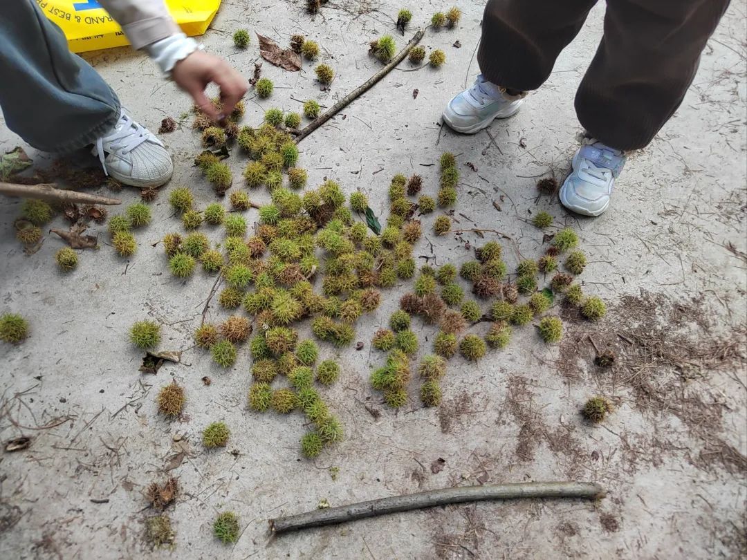 最近捡到板栗了吗?有人捡了5斤!秋天的贵州,遍地都是果果等你“捡” 最近捡到板栗了吗?有人捡了5斤!秋天的贵州,遍地都是果果等你“捡”