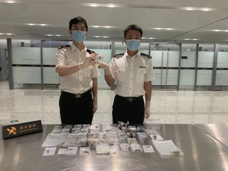 布鲁克林鬼焰锹甲、忍者蛞蝓、巨人恐蚁！杭州萧山机场海关查获一批活体动物