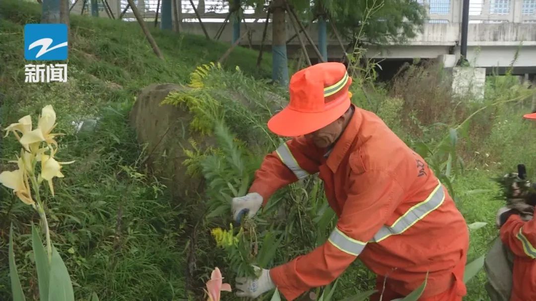 清剿！大家千万别徒手去摘，外观艳丽但危害极大