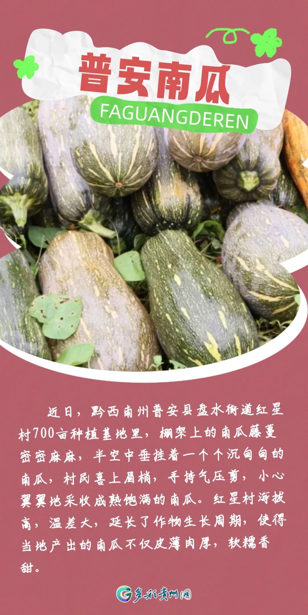 最近捡到板栗了吗?有人捡了5斤!秋天的贵州,遍地都是果果等你“捡” 最近捡到板栗了吗?有人捡了5斤!秋天的贵州,遍地都是果果等你“捡”