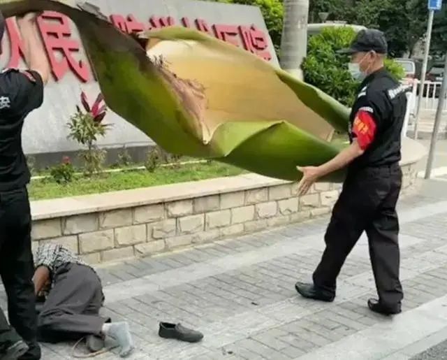 当心 | 广东一男子被树叶砸成骨折! 当心 | 广东一男子被树叶砸成骨折!