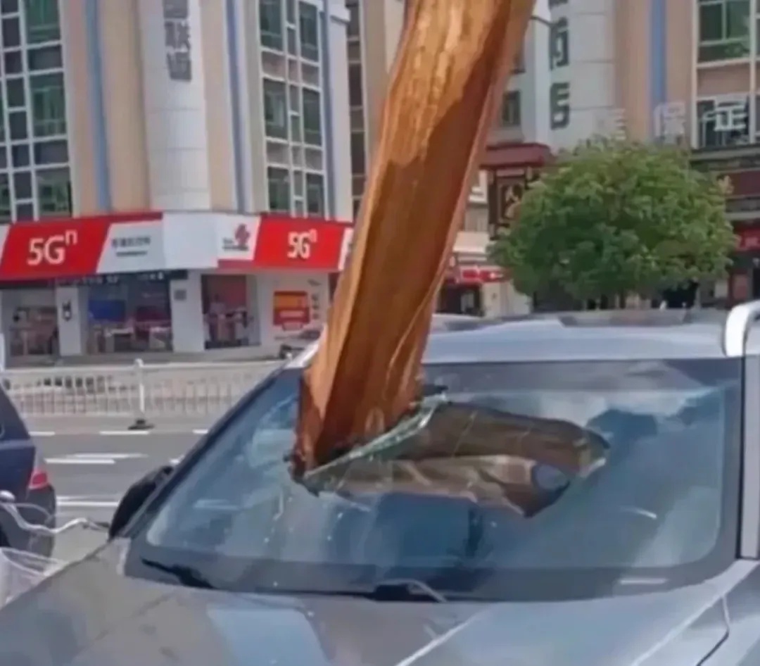 当心 | 广东一男子被树叶砸成骨折! 当心 | 广东一男子被树叶砸成骨折!