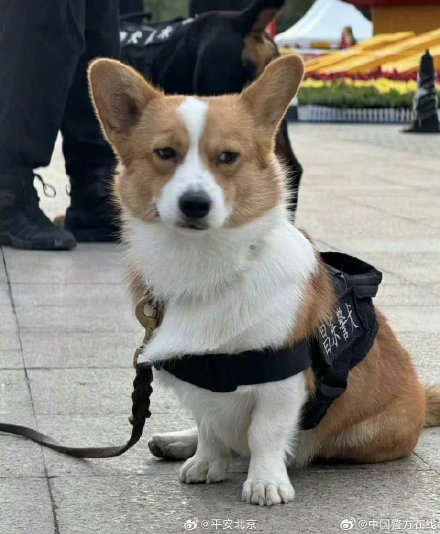 柯基警犬福仔转正后近照一脸严肃！