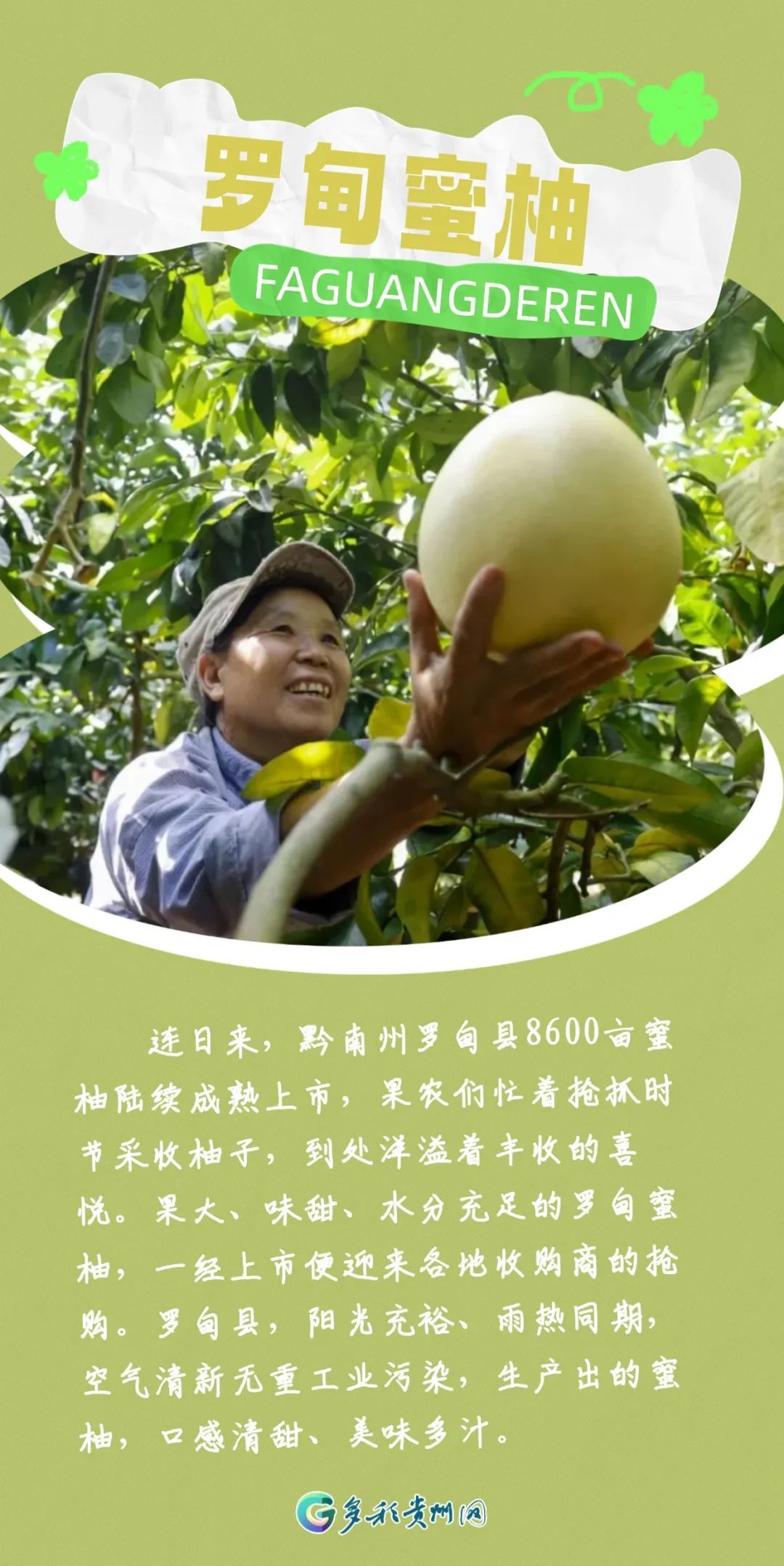 最近捡到板栗了吗?有人捡了5斤!秋天的贵州,遍地都是果果等你“捡” 最近捡到板栗了吗?有人捡了5斤!秋天的贵州,遍地都是果果等你“捡”