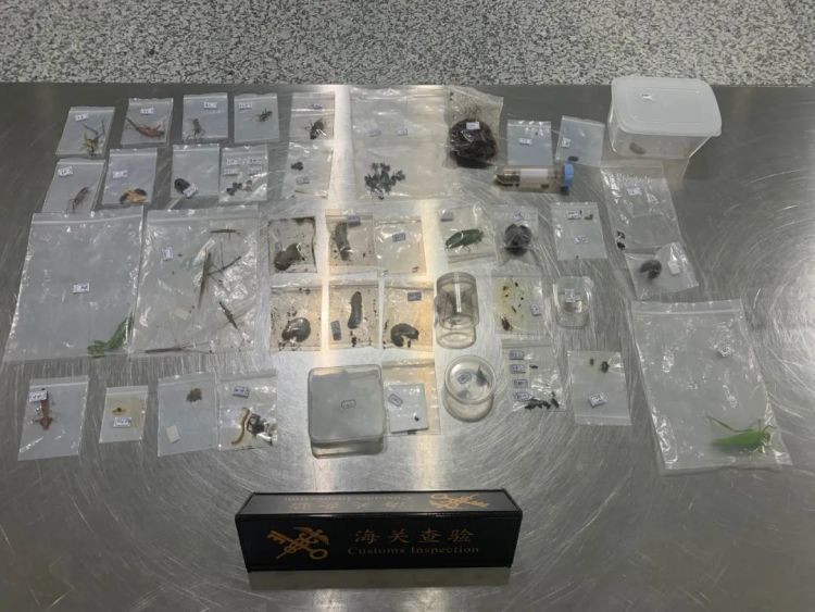 布鲁克林鬼焰锹甲、忍者蛞蝓、巨人恐蚁！杭州萧山机场海关查获一批活体动物