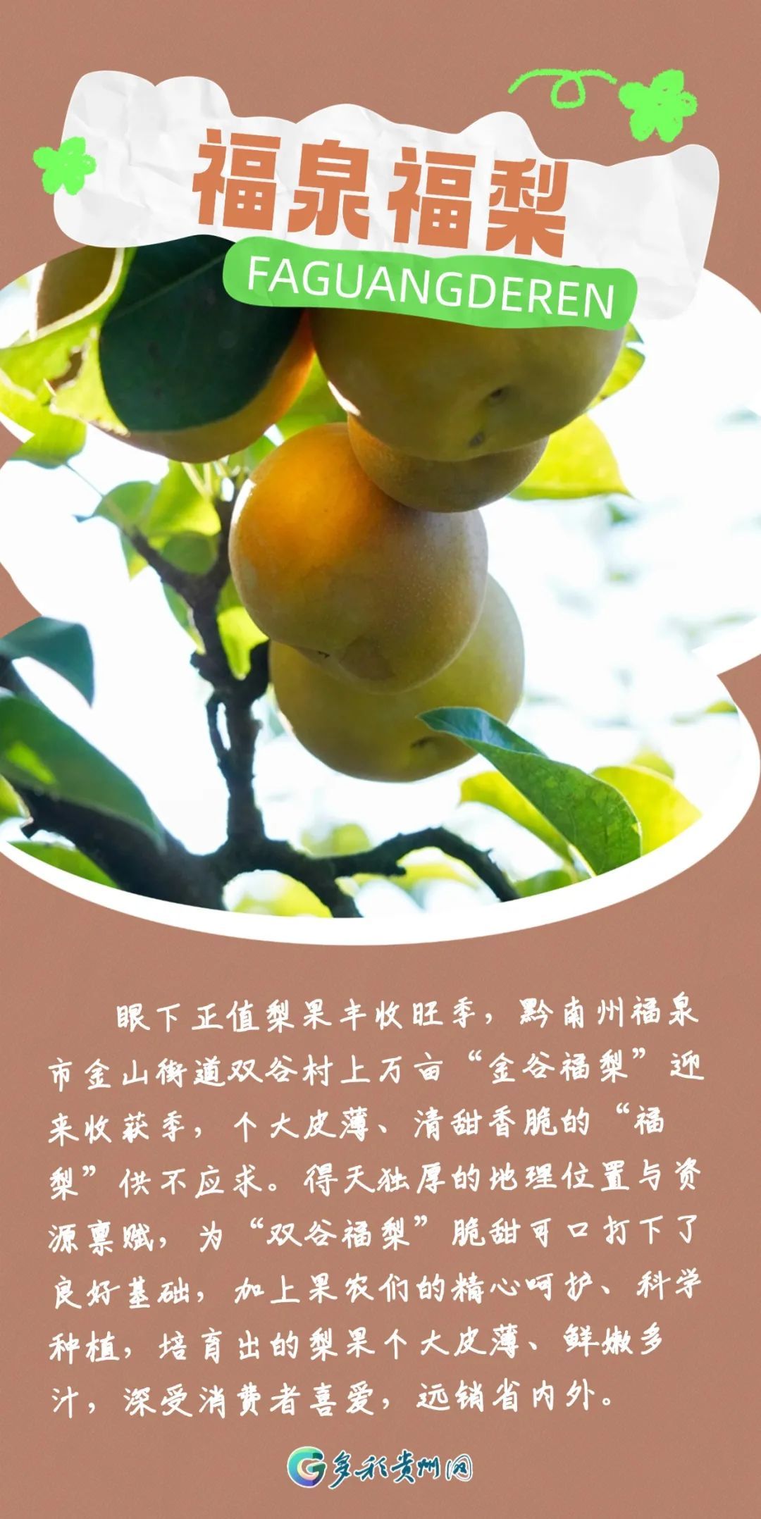 最近捡到板栗了吗?有人捡了5斤!秋天的贵州,遍地都是果果等你“捡” 最近捡到板栗了吗?有人捡了5斤!秋天的贵州,遍地都是果果等你“捡”