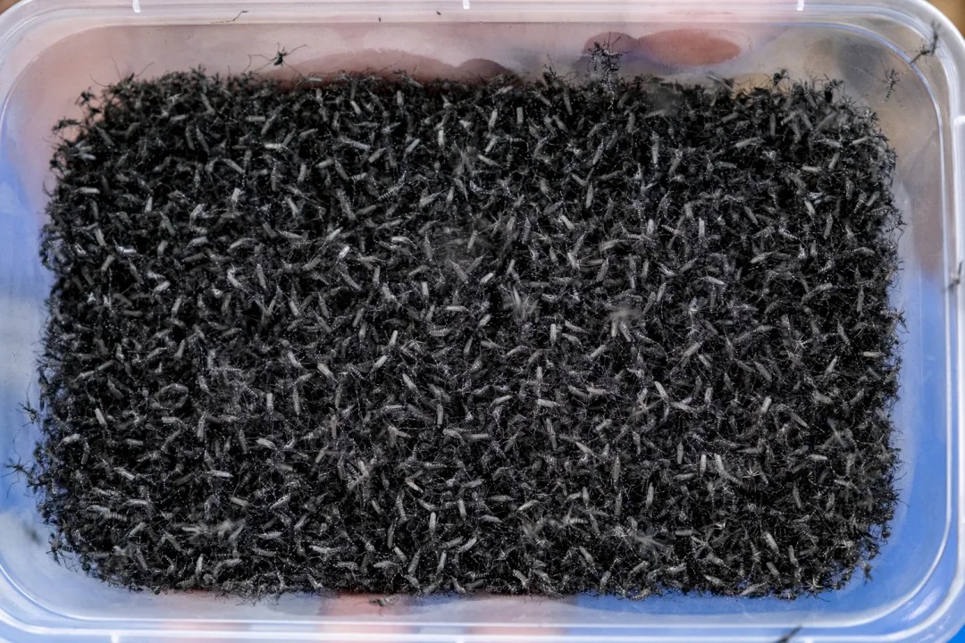 众目睽睽之下，广州男子一下放飞了30万只蚊子！