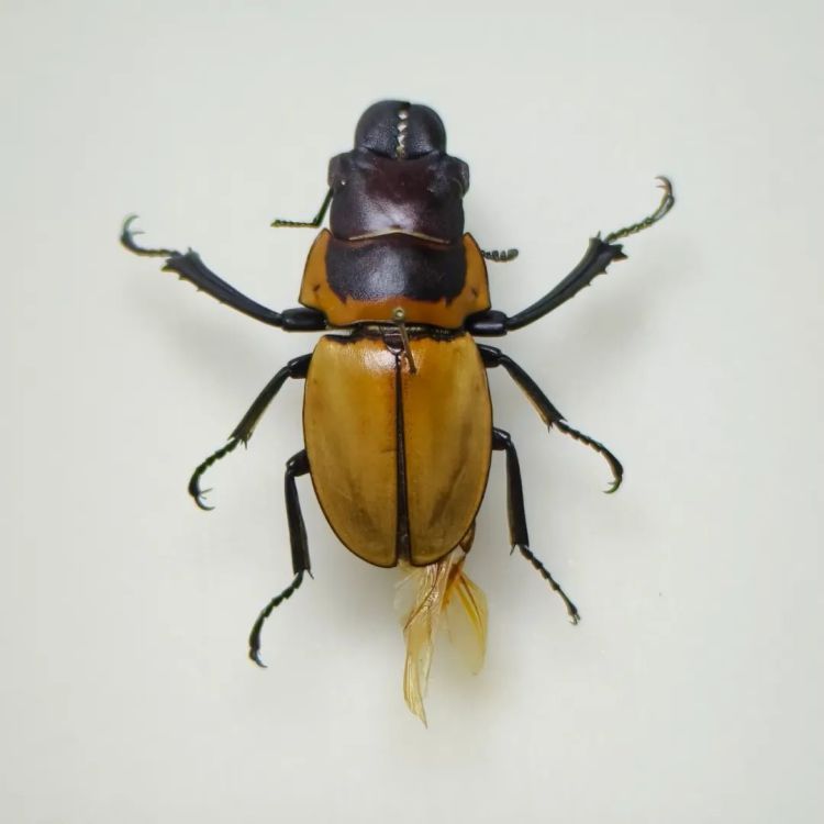 布鲁克林鬼焰锹甲、忍者蛞蝓、巨人恐蚁！杭州萧山机场海关查获一批活体动物