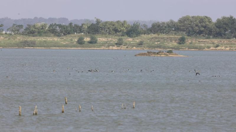 江西：4万多只越冬候鸟飞抵鄱阳湖都昌湖区