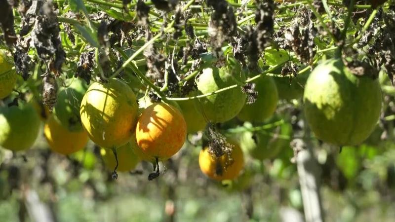 江西奉新:吊瓜喜丰收 农户乐开颜 江西奉新:吊瓜喜丰收 农户乐开颜