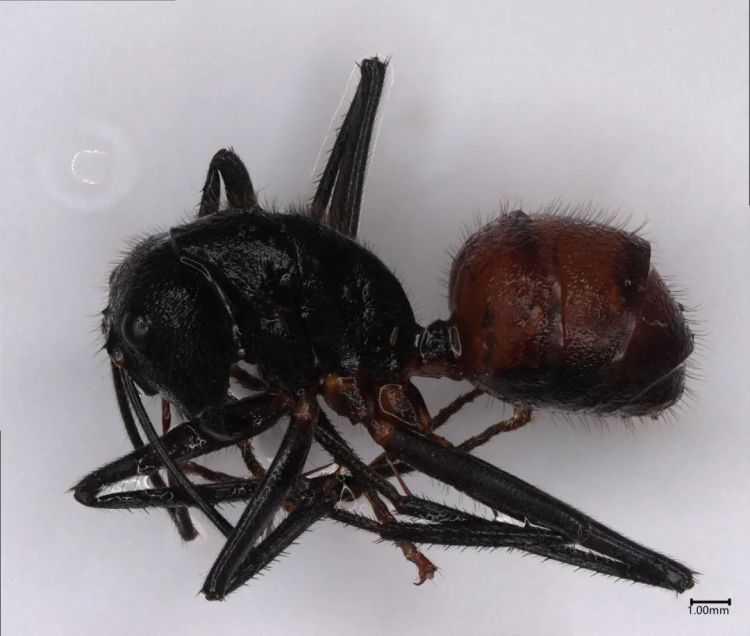 布鲁克林鬼焰锹甲、忍者蛞蝓、巨人恐蚁！杭州萧山机场海关查获一批活体动物