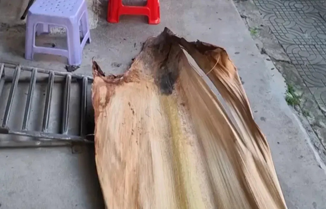 当心 | 广东一男子被树叶砸成骨折! 当心 | 广东一男子被树叶砸成骨折!