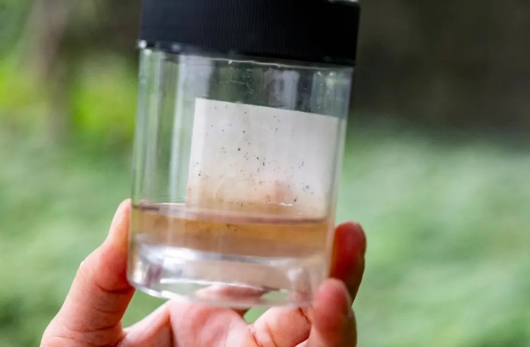 众目睽睽之下，广州男子一下放飞了30万只蚊子！