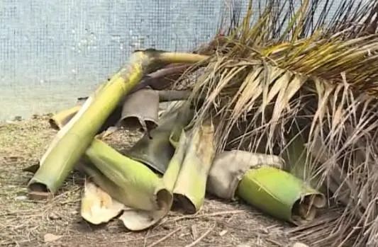 当心 | 广东一男子被树叶砸成骨折! 当心 | 广东一男子被树叶砸成骨折!