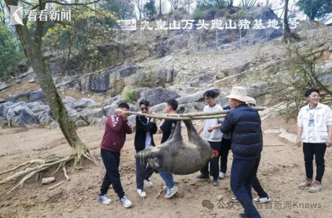 四川一景区取消“徒手抓野猪”等项目 出"奇招"也别太"野"了