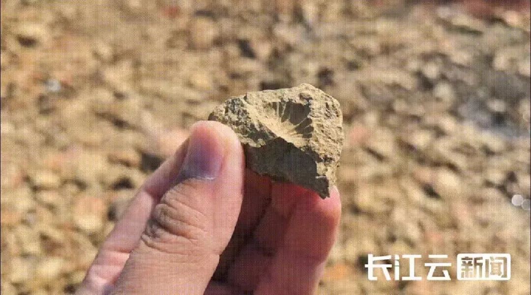 好多人挖到了！武汉这些地方兴起“化石热”