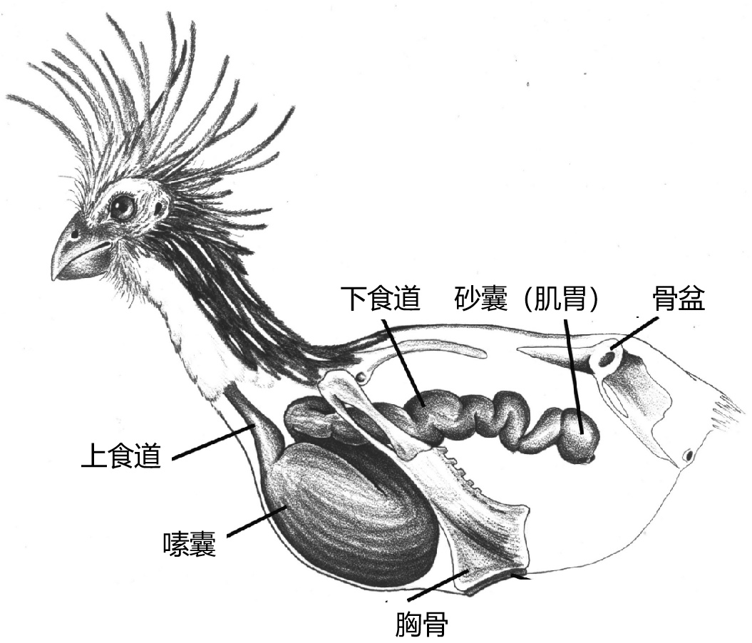这些鸟臭出风格，臭出水平，有些甚至差点臭到灭绝！