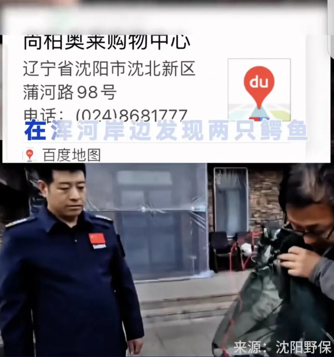 紧急提醒！沈阳此地发现两条鳄鱼！其中一条没有抓到…