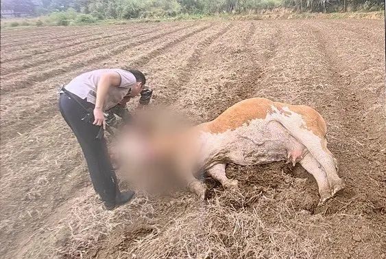 疯牛失控撞人毁菜,民警一击解除危险 疯牛失控撞人毁菜,民警一击解除危险