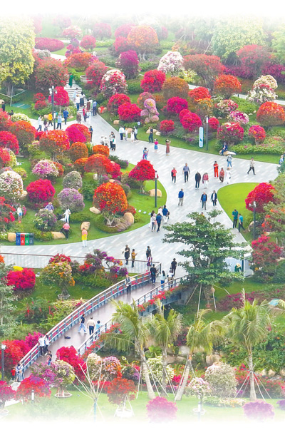 四季繁花三角梅（一朵花读懂一座城）