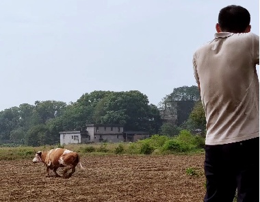 疯牛失控撞人毁菜,民警一击解除危险 疯牛失控撞人毁菜,民警一击解除危险