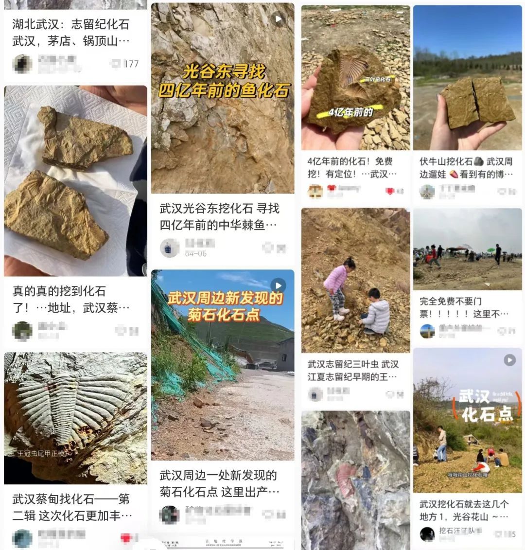 好多人挖到了！武汉这些地方兴起“化石热”