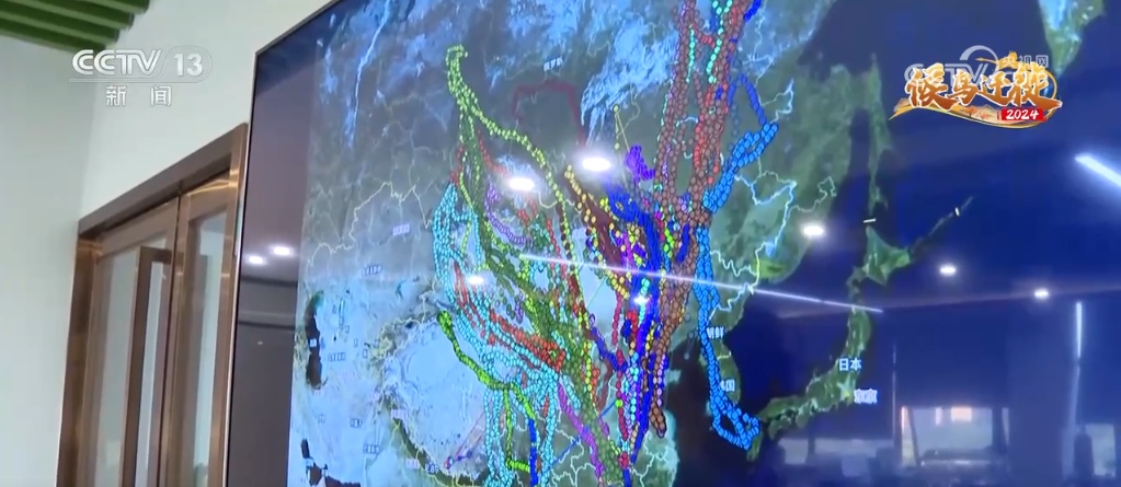 北斗守护鸟儿“回家路” 大数据解码候鸟迁徙路线