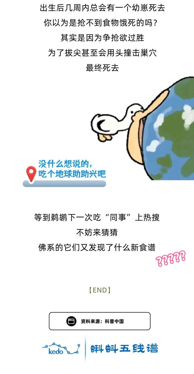 嘴扫一大片，鹈鹕怎么又双叒叕吃同事了？