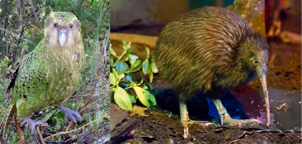 这些鸟臭出风格，臭出水平，有些甚至差点臭到灭绝！
