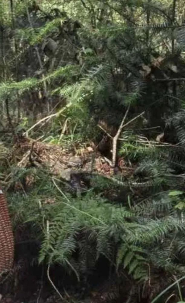 游客称爬南京紫金山走野路被野猪撞伤，管理方：很罕见