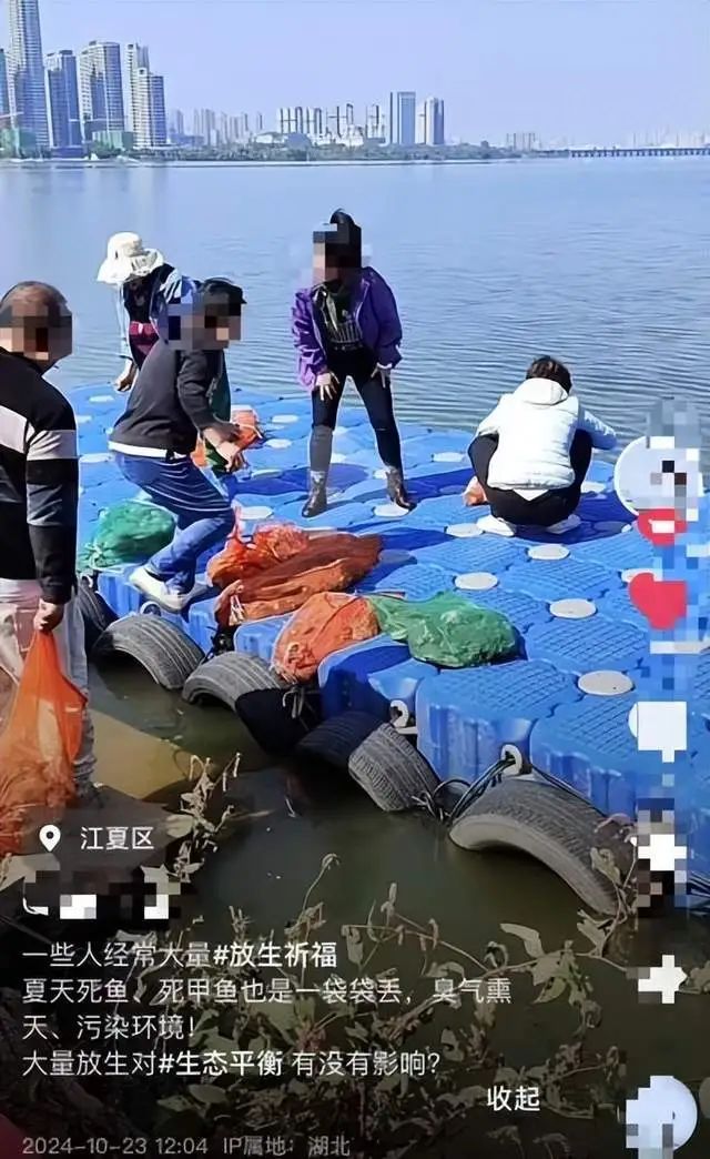 武汉汤逊湖有人放生大量甲鱼?官方:禁止私自放生! 武汉汤逊湖有人放生大量甲鱼?官方:禁止私自放生!